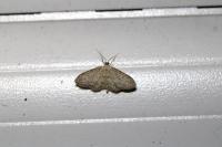 Idaea seriata