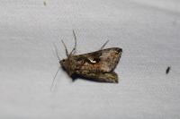 Autographa gamma