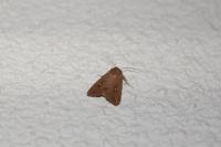Mythimna albipuncta