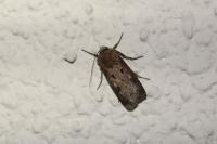 Agrotis exclamationis