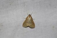 Ostrinia nubilalis