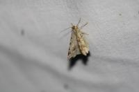 Macaria alternata