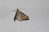 Macaria liturata