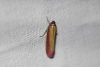 Oncocera semirubella