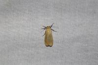 Wittia sororcula
