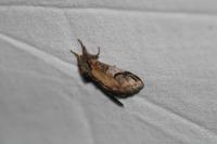 Notodonta ziczac