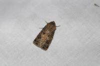Agrotis bigramma