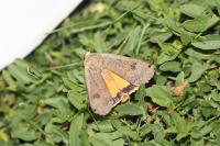 Noctua pronuba