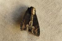 Dypterygia scabriuscula