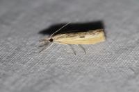 Agriphila inquinatella