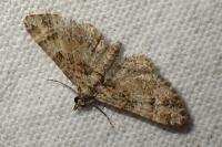 Gymnoscelis rufifasciata