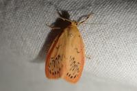 Miltochrista miniata