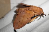 Gastropacha quercifolia