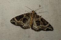 Ecliptopera silaceata