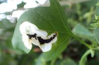 Chrysoesthia sexguttella