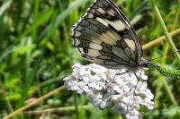 Melanargia galathea
