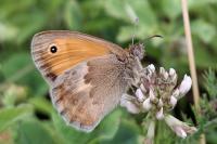 Coenonympha pamphilus