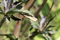 Agriphila straminella