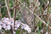 Lycaena tityrus