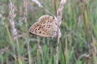 Lycaena tityrus