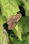 Pararge aegeria