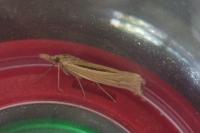 Ancylolomia tentaculella