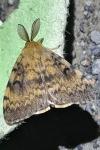 Lymantria dispar