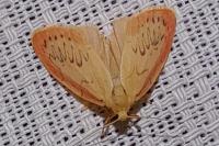 Miltochrista miniata