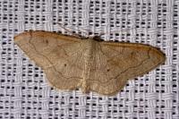Idaea emarginata