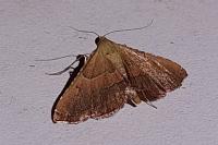 Endotricha flammealis