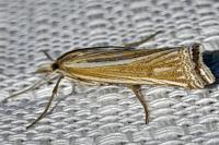 Ancylolomia tentaculella