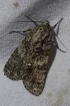 Acronicta rumicis