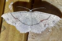 Cyclophora punctaria