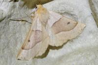 Crocallis elinguaria