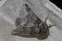 Thaumetopoea processionea