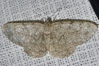 Hypomecis punctinalis