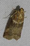 Acrobasis tumidana