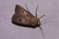 Agrotis exclamationis