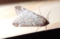 Alsophila aescularia