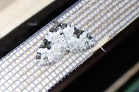 Xanthorhoe fluctuata