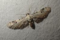 Eupithecia centaureata