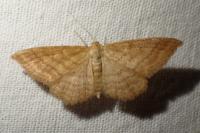 Idaea ochrata