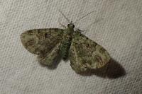 Pasiphila rectangulata