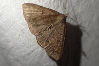 Zanclognatha lunalis