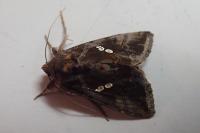 Chrysodeixis chalcites