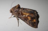 Chrysodeixis chalcites