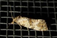 Cochylis molliculana