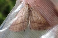 Petrophora chlorosata