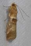 Acrobasis tumidana