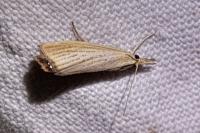 Agonopterix straminella